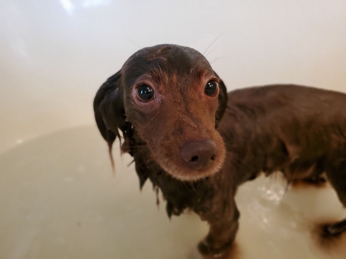 Cachorro molhado dentro de uma banheira branca