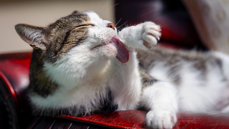 Gato se lambendo de olhos fechados