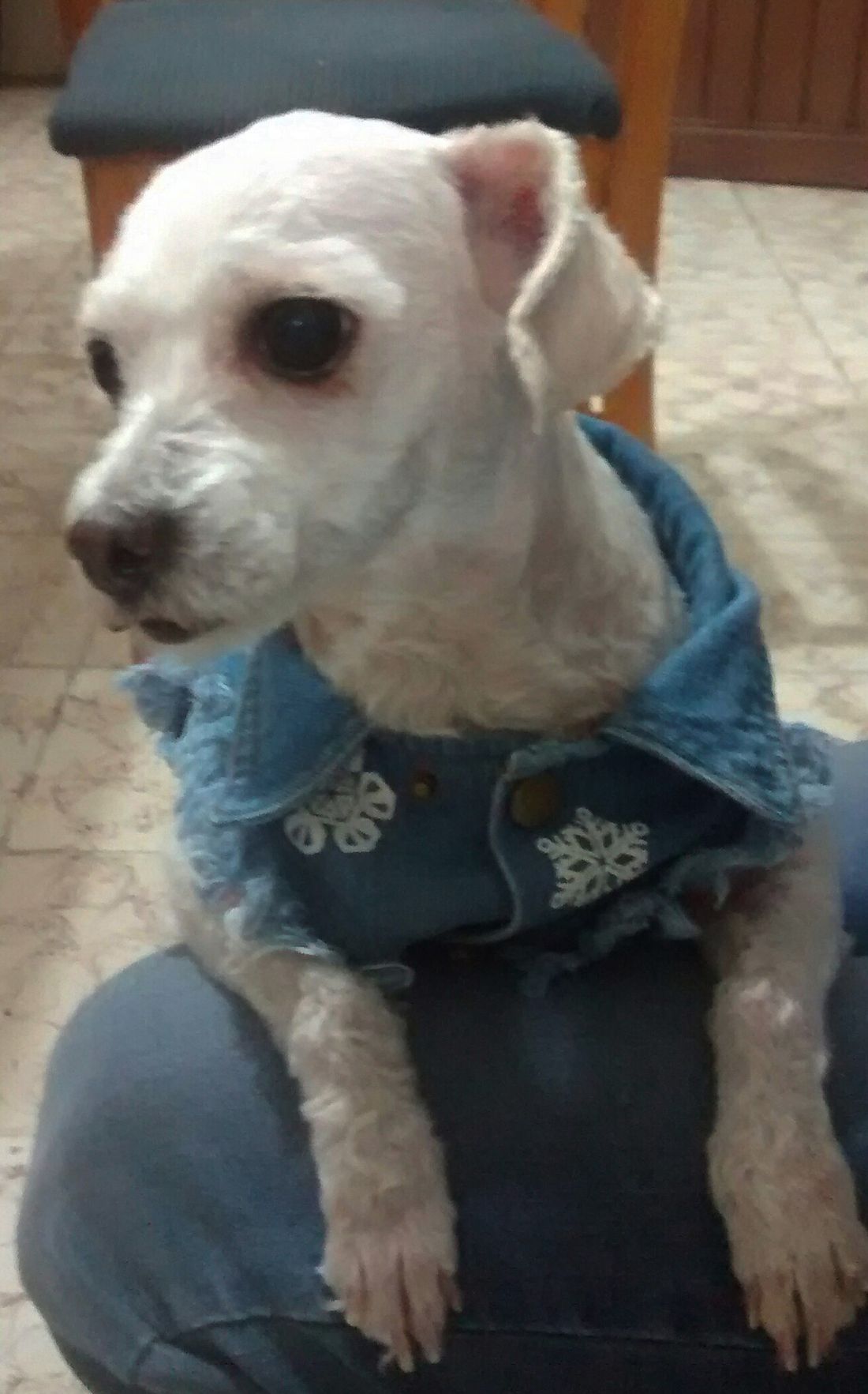Cachorro de pelo branco recém-tosado