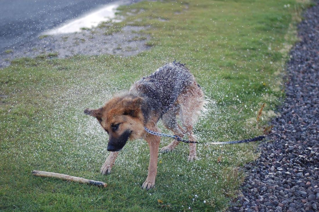 Cachorro se sacudindo para tirar a água do pelo